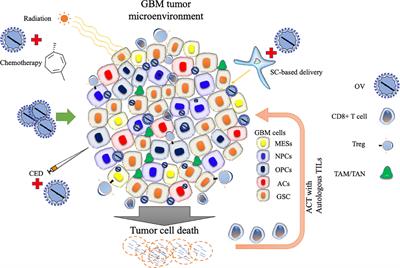 Editorial: Recent advances in oncolytic virus therapy for brain tumors